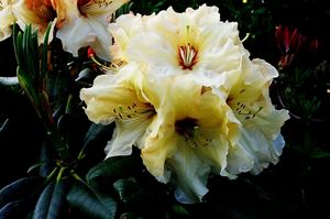 Rhodo Pukeiti Anniversary